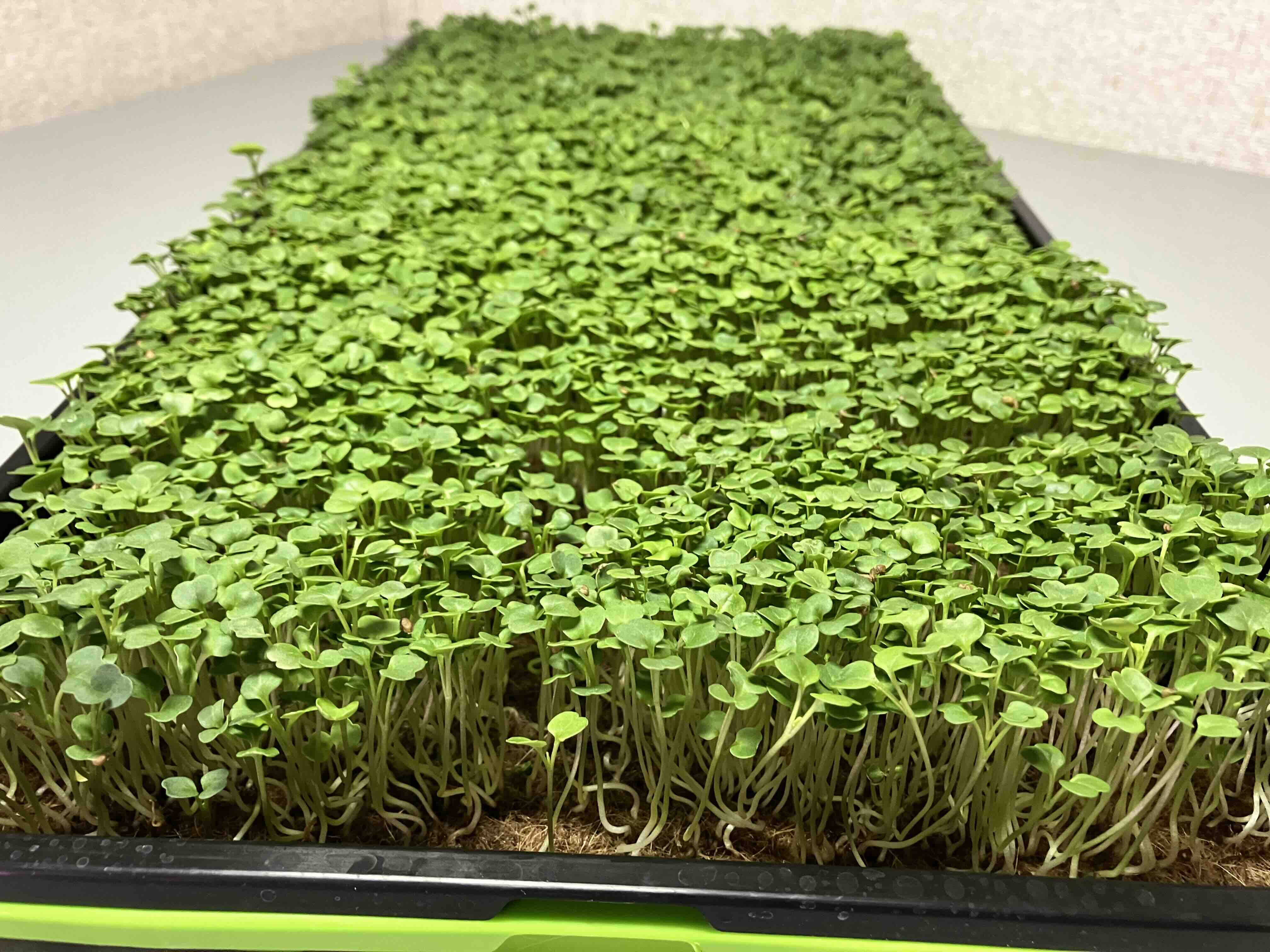 Arugula Microgreens