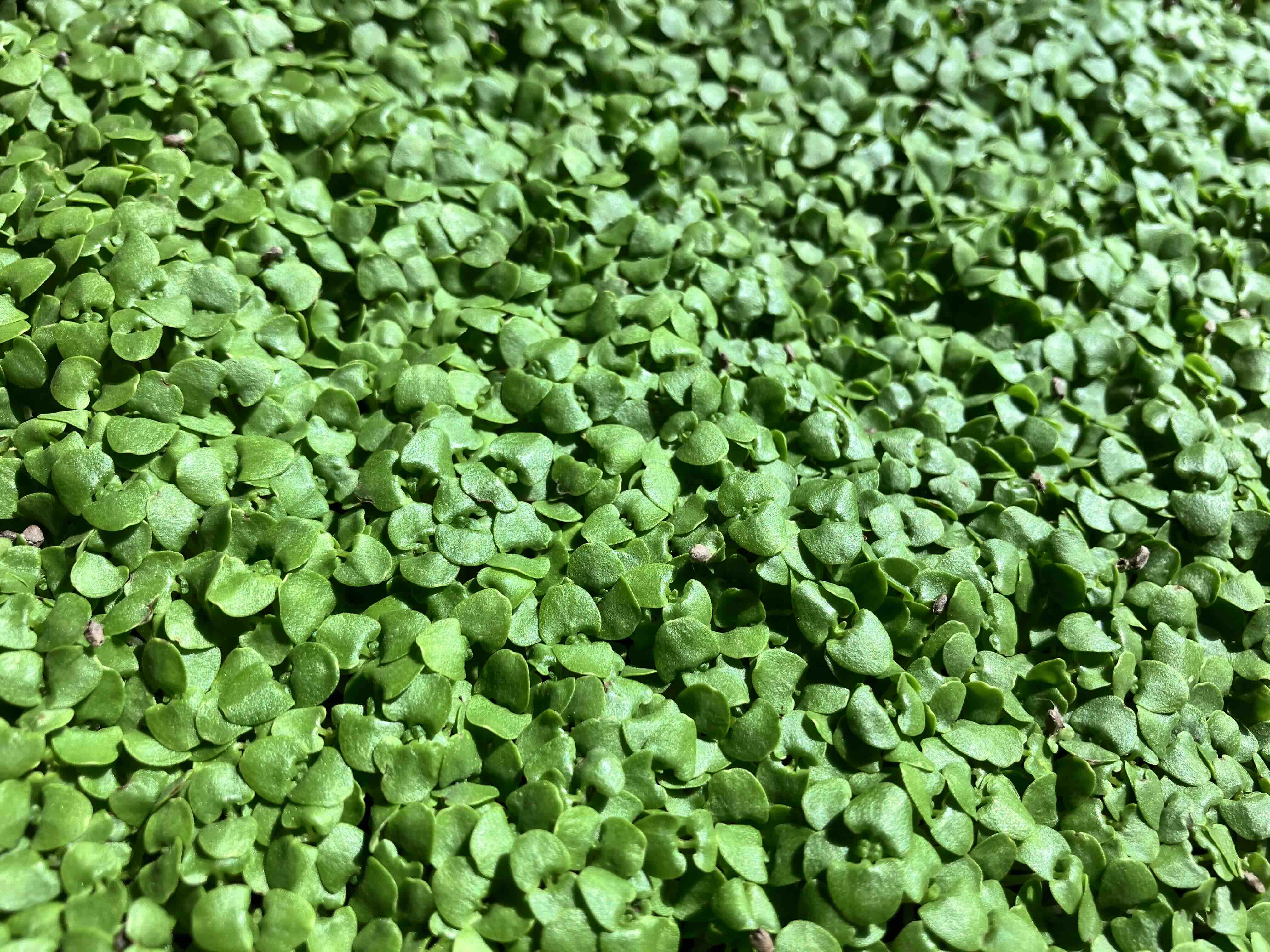 Basil Microgreens