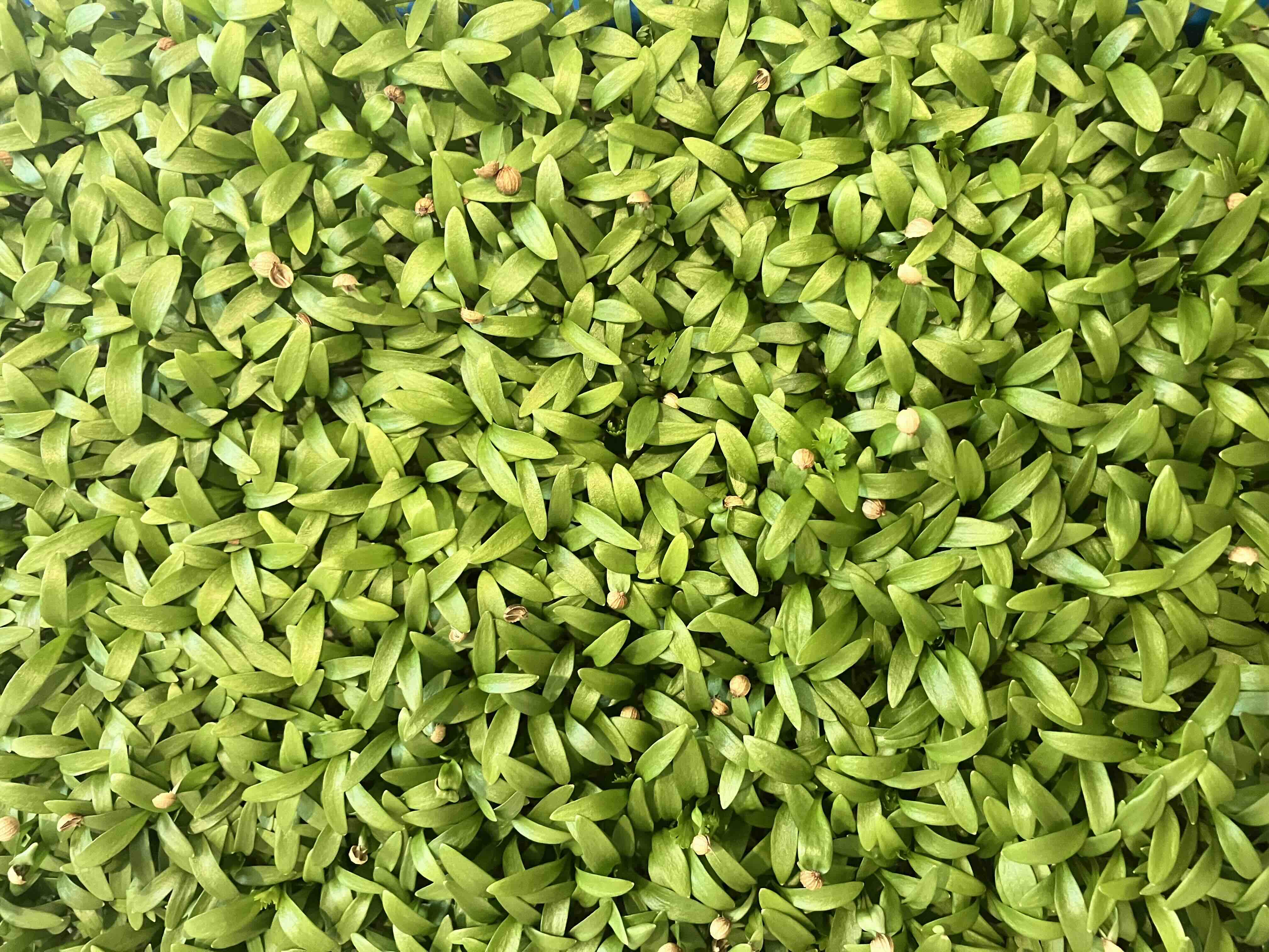 Cilantro Microgreens