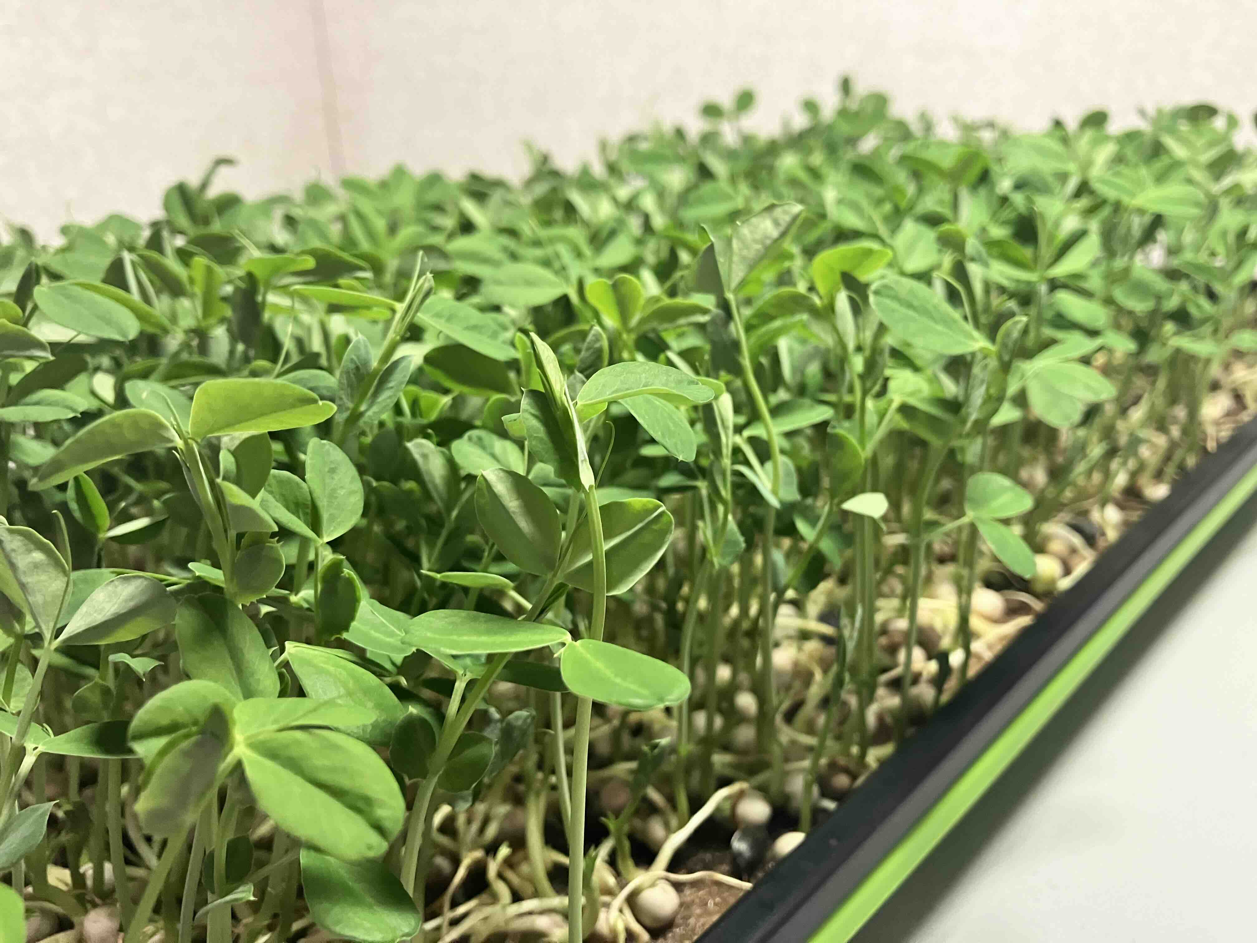 Speckled Pea Microgreens