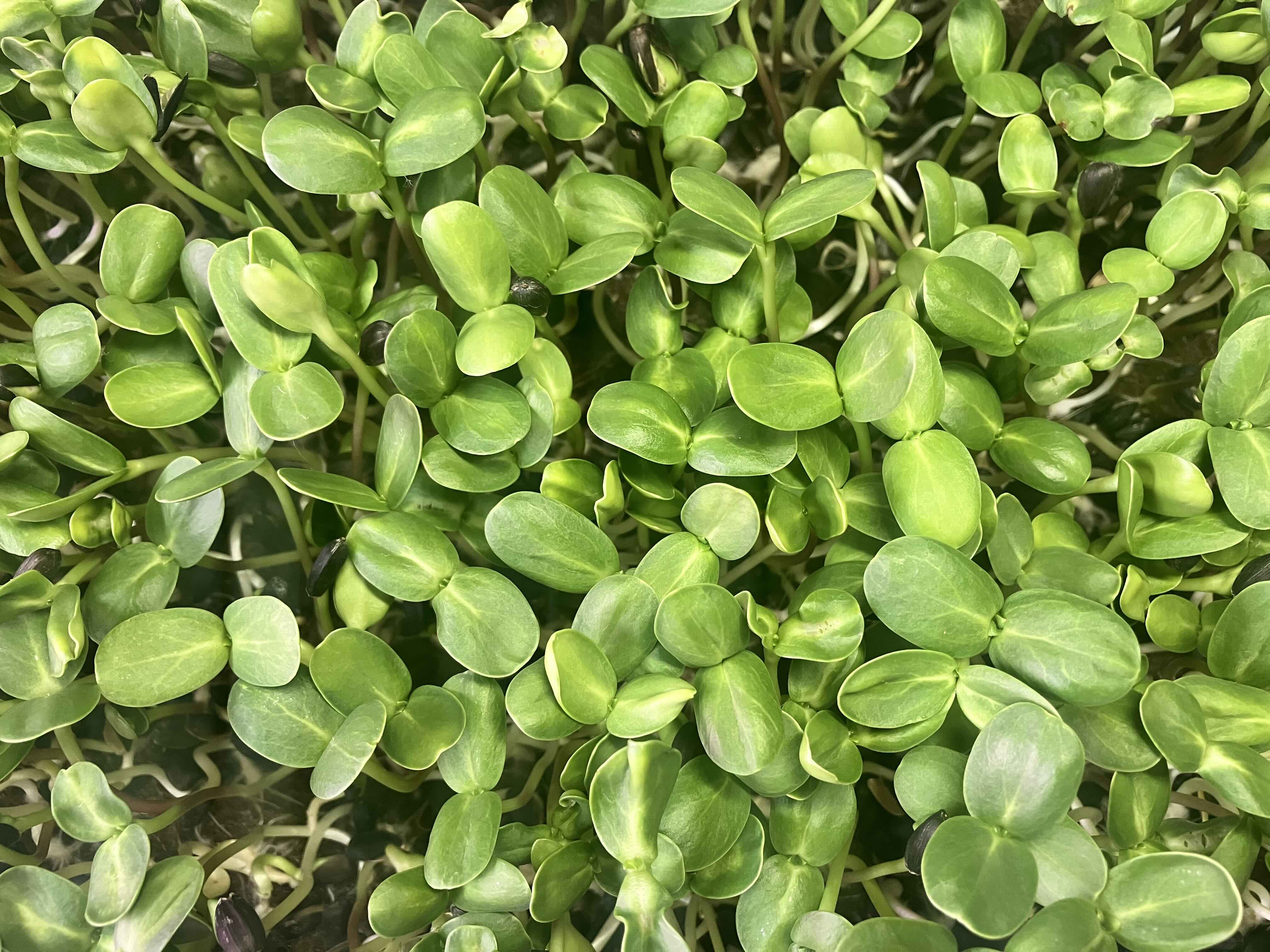 Sunflower Microgreens