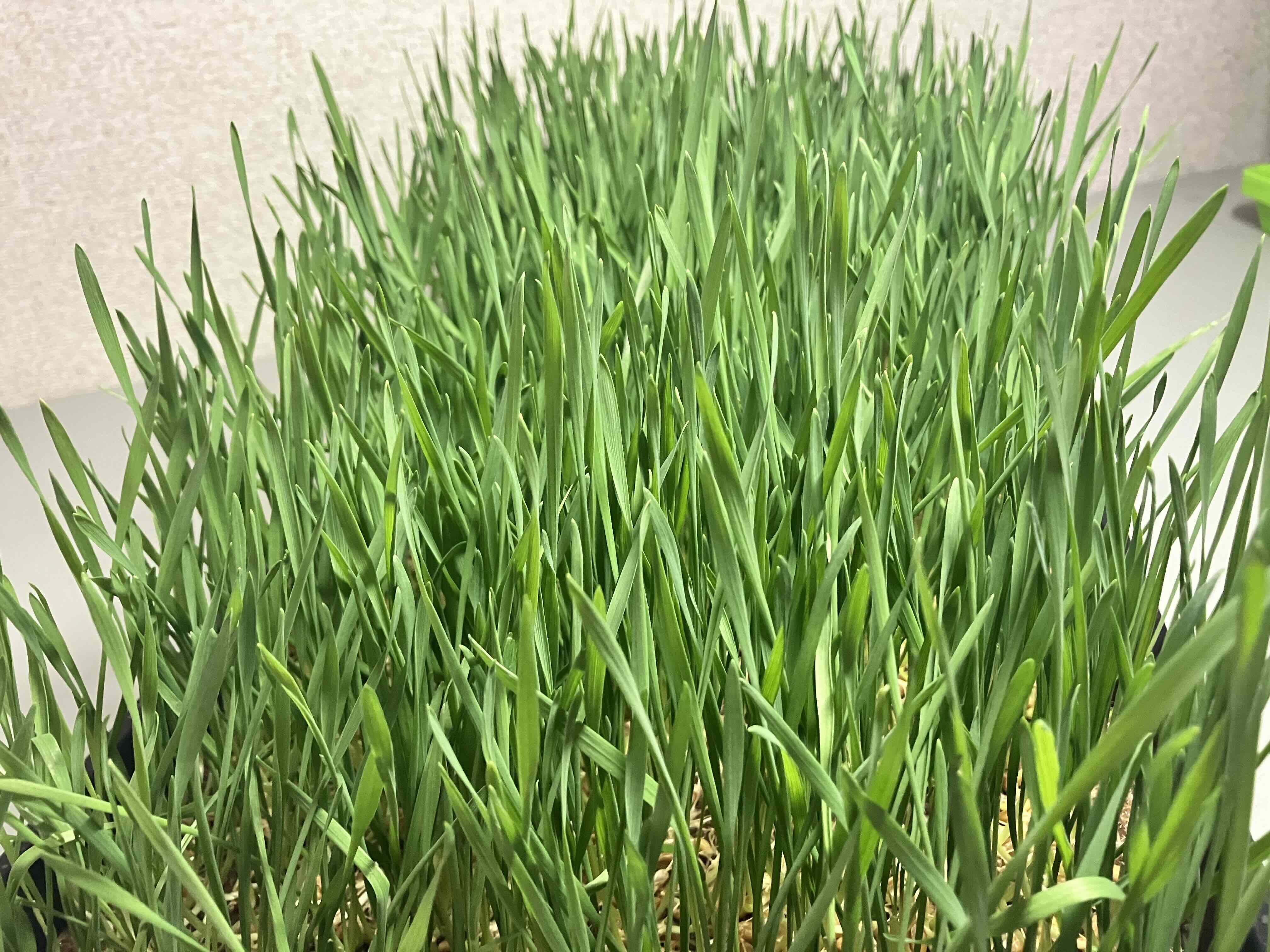 Wheatgrass Microgreens